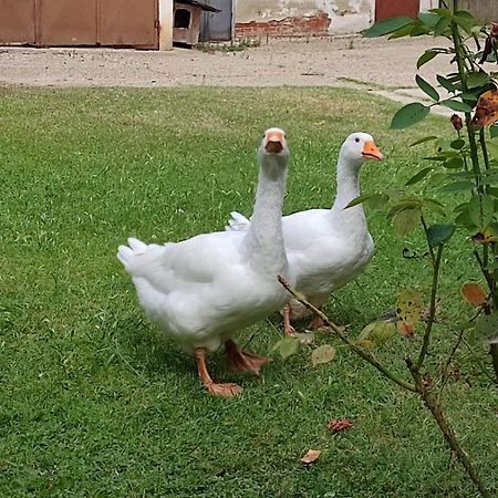 La Valle Incantata Villanova d'Asti Dış mekan fotoğraf